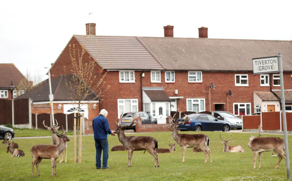 Skupina jelenů začala pravidelně navštěvovat Harold Hill v britském městě Romford