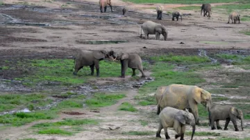 Sloni v Dzanga Bai