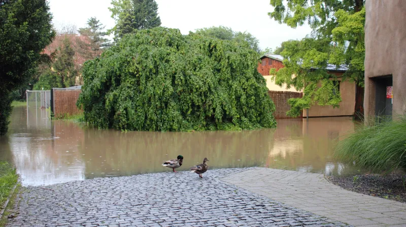 Zatopená pražská zoo