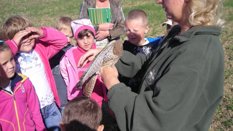 Vypouštění uzdravené poštolky