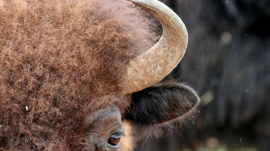 Bizon