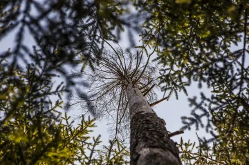 Zvládnout kůrovcovou kalamitu potrvá roky, řekli ministři. Chybí lidé i chemie