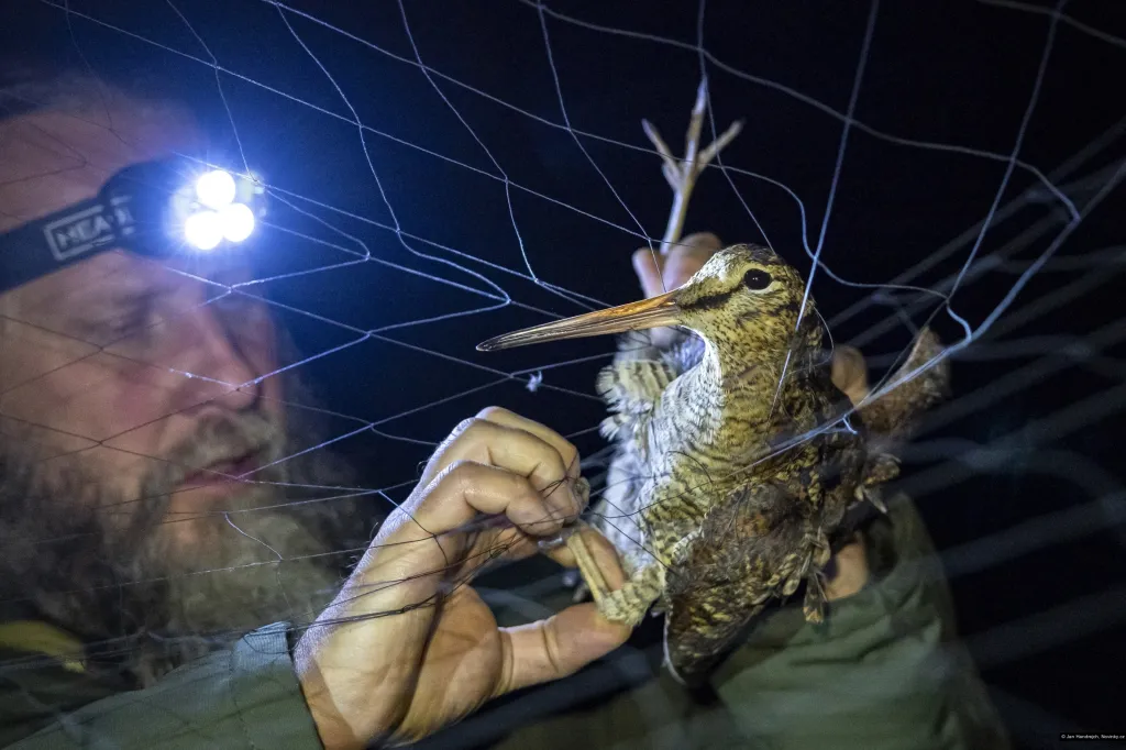 3. místo v kategorii Člověk a životní prostředí (Jan Handrejch, Novinky.cz / Značení migrujících ptáků v Jeseníkách)