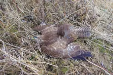 Travič na Klatovsku zabil tři káně lesní. Otrávená návnada usmrtila i dvě lišky