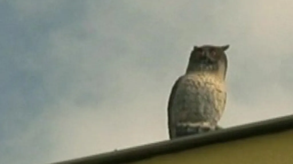 Maketa výra velkého