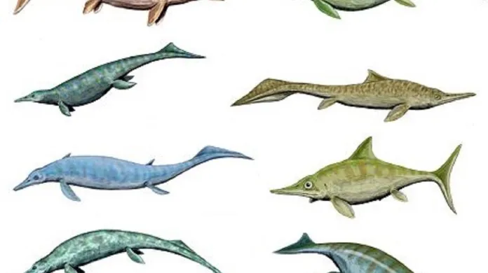 Podoba různých druhů ichtyosaurů