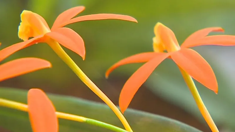 Orchidej Lelia Kautský