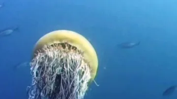Medúza echizen kurage