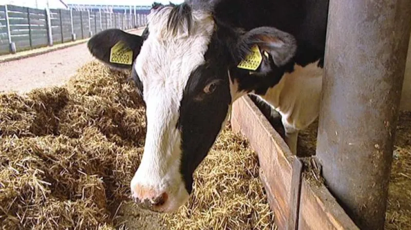 Rusko zakázalo dovoz hovězího