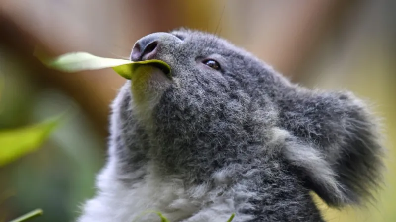 Koala