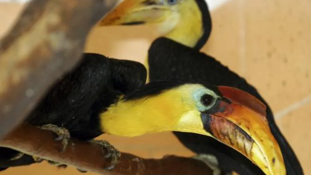 Zoborožec řasnatý