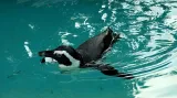 Podle IUCN je tučňák brýlový považován za ohrožený druh .