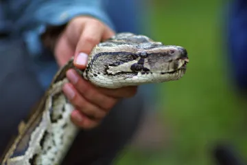 Wuchanský koronavirus se na lidi mohl přenést z hadů, tvrdí genetická analýza