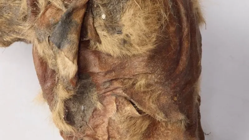 Detail vlčí hlavy z Yukonu