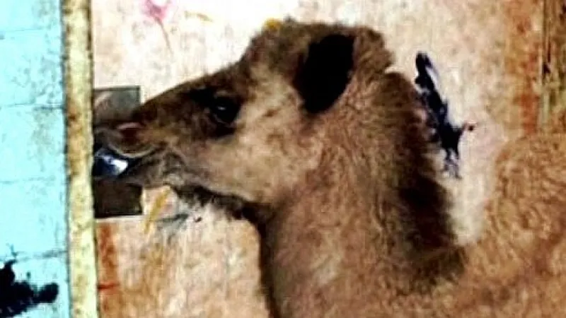 Střední Austrálii trápí vytrvalé sucho. Problémy začali způsobovat žízniví velbloudi.