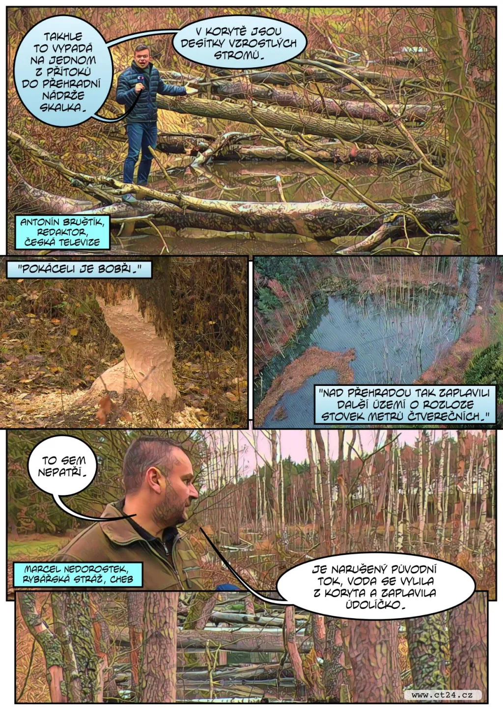 Přemnožení bobři působí velké škody. Správci rybníků se bojí o stav hrází