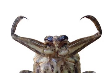Nejmohutnější evropský hmyz se šíří na jihu kontinentu. Predátora, který zabíjí i želvy, poprvé pozorovali i na Kypru