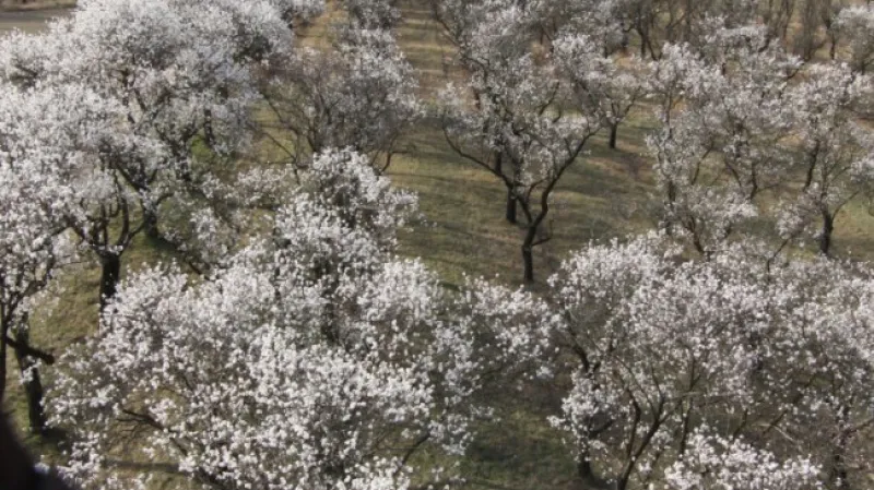 Mandloňové sady kvetou