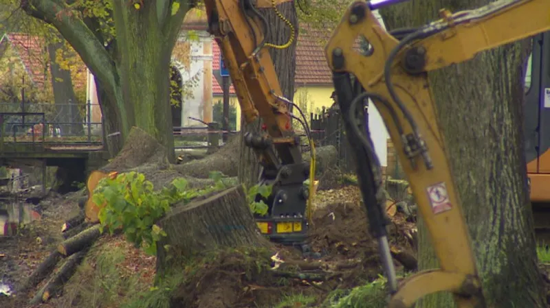 Bagry odstraňují pařezy