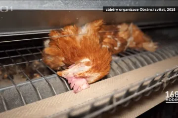 Do roka bez peří, týden tlející „mumie“. Obránci zvířat znovu natáčeli slepice v klecích