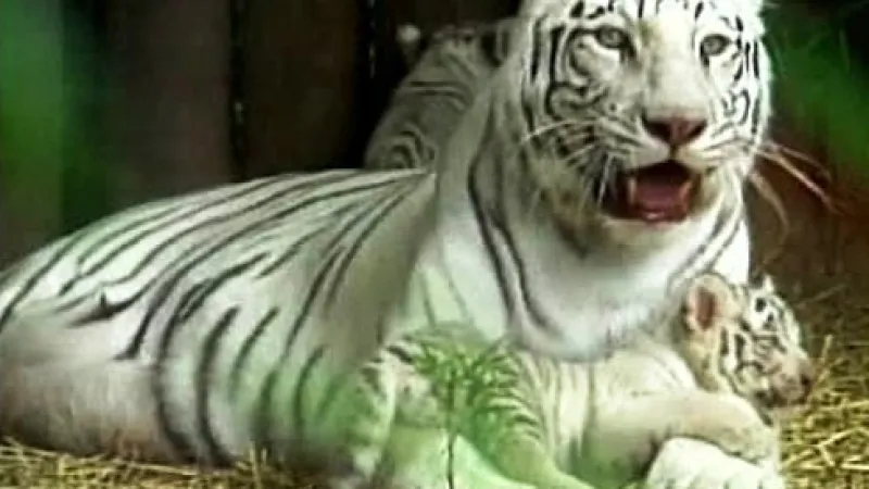 Bílá tygřice s mládětem