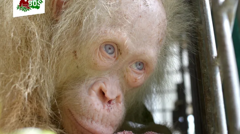 Albínský orangutan