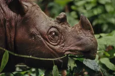 V Malajsii vyhynul nosorožec sumaterský. Na světě zbývá už jen několik desítek jedinců