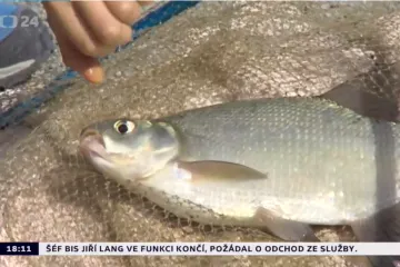 Znečištěná voda zabila na rybí farmě desetitisíce pstruhů