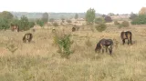 Koně ve vojenském areálu u Milovic