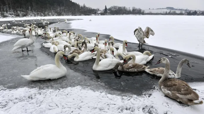 Na malé části Boleveckého rybníka zimuje asi stovka labutí.
