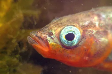 Drobné koljušky zlikvidovaly na Baltu konkurenci. Staly se z kořisti predátorem a ohrožují ekologickou stabilitu