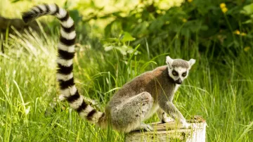 Lemur kata