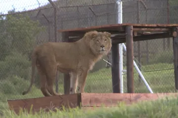 Lvi přežili strádání v Mosulu a Aleppu, čeká je klidný život v africké savaně