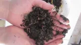 Kompost vytvářejí kalifornské žížaly