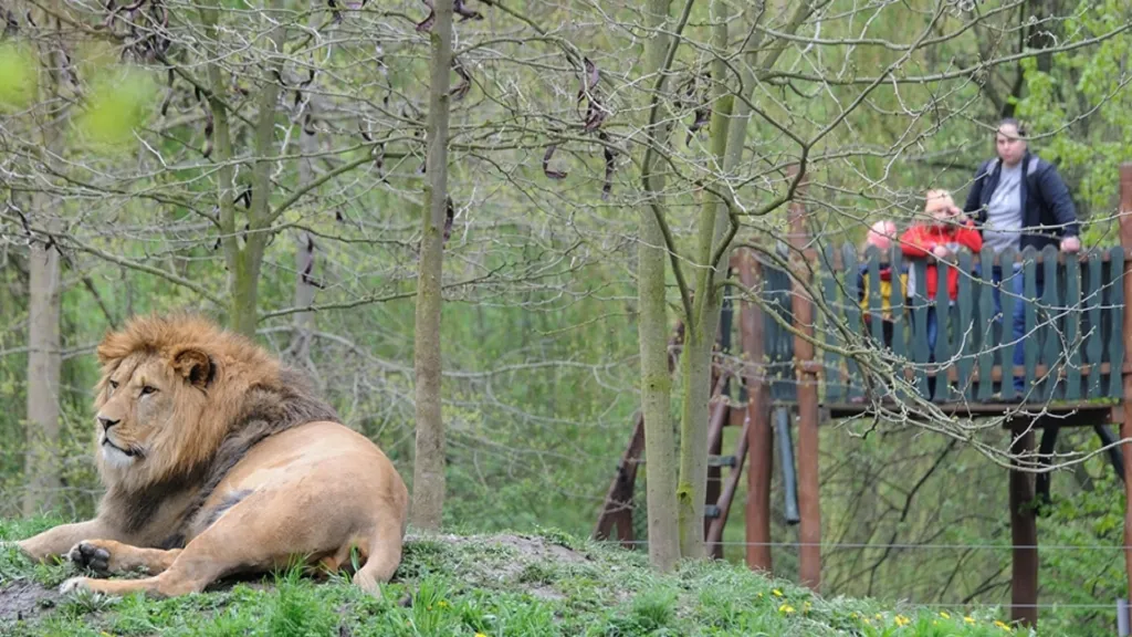 Lev berberský v plzeňské zoo