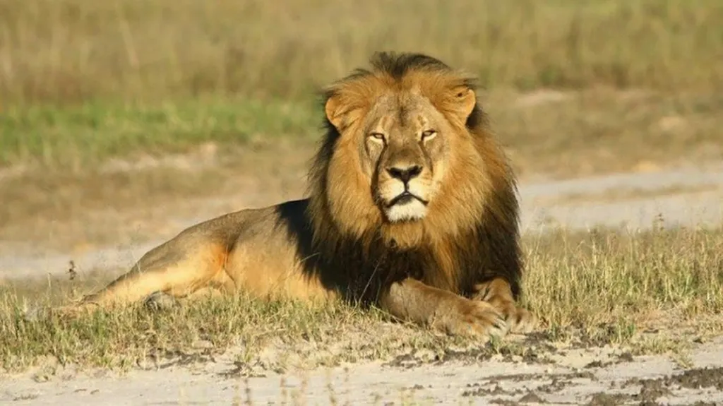 Oblíbenec parku Hwange - lev Cecil