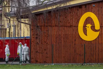 Hasiči likvidují velkochov 236 tisíc slepic kvůli ptačí chřipce