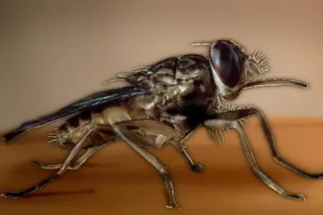 Mouchy tse-tse mají smůlu. Nový lék proti spavé nemoci je přelom, na který se čekalo desítky let