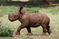 V Jihoafrické republice vloni přibylo upytlačených nosorožců. Stále se zabíjí hlavně kvůli tradiční medicíně