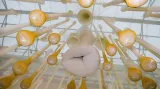 Ernesto Neto / While Nothing Happens, 2008