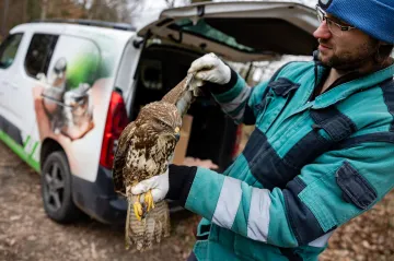Kvůli starým sloupům vysokého napětí ročně hynou desetitisíce ptáků