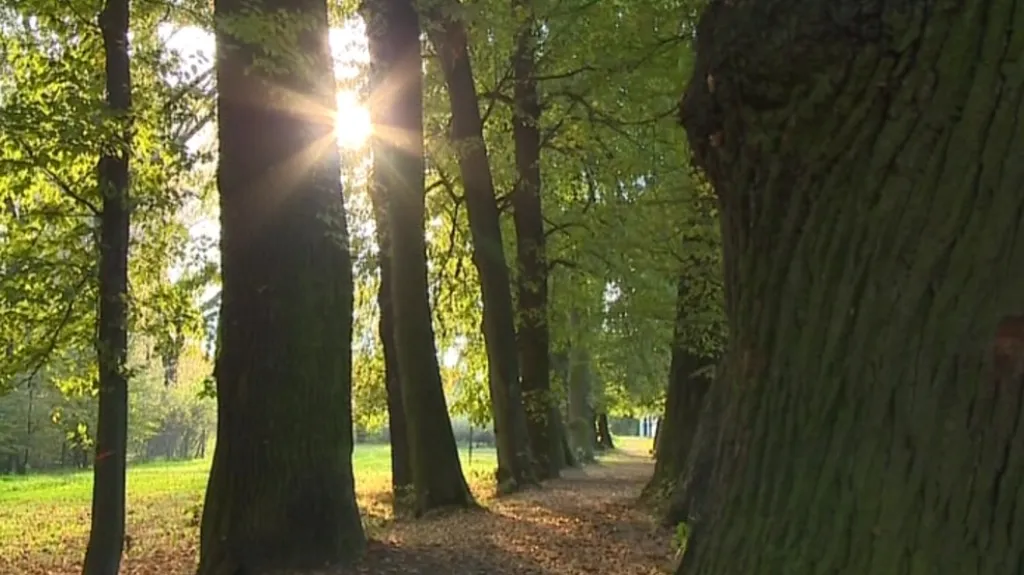 Vítězné stromy v aleji ve Skaličce