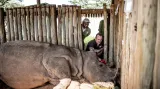 Během zákroku veterináři nosorožce pečlivě kontrolují, aby se ujistili, že vše probíhá, aniž by byla zvířata ohrožena na životě.
