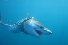 Plastový odpad v oceánech zraní stovky žraloků ročně, varuje výzkum