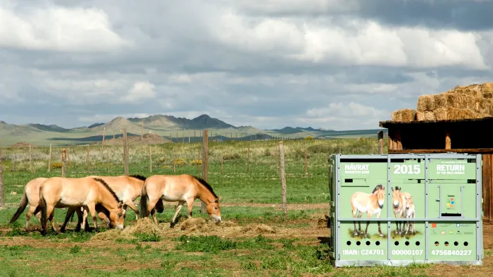 Koně Převalského v Mongolsku