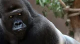Gorilí samec Richard