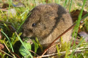 Hraboši vyměnili obilí za řepu a už napáchali škody za půl miliardy