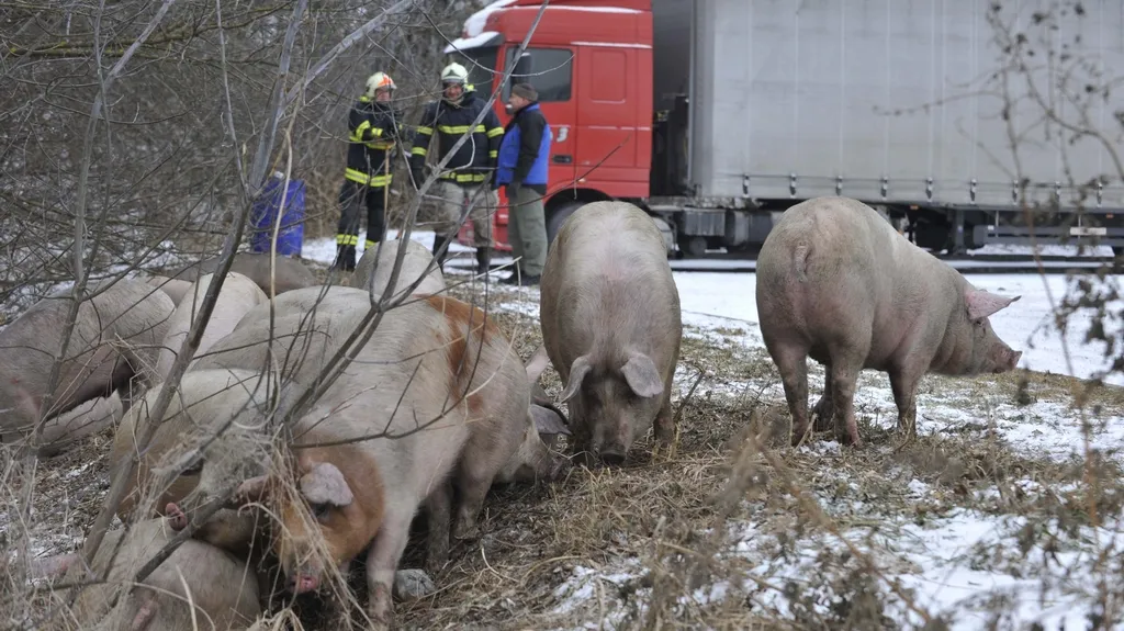 U Olomouce začal hořet kamion převážející prasata