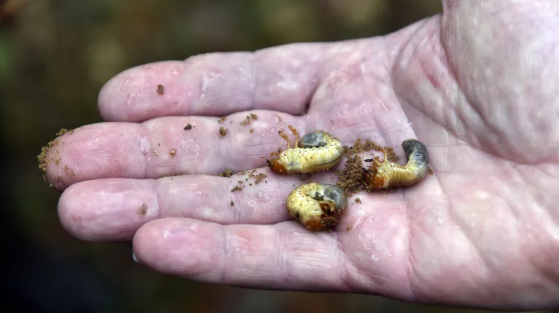 Larva chrousta maďalového, takzvaná ponrava
