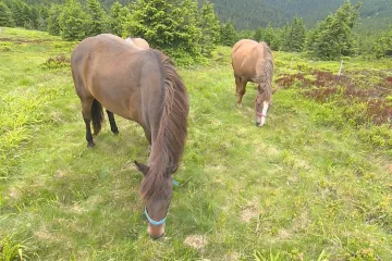 Kokrhel sličný nebo zvonek vousatý. Koně pomáhají na jesenické louky vrátit vzácné druhy rostlin